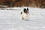 BOULEDOGUE FRANCAIS 942
